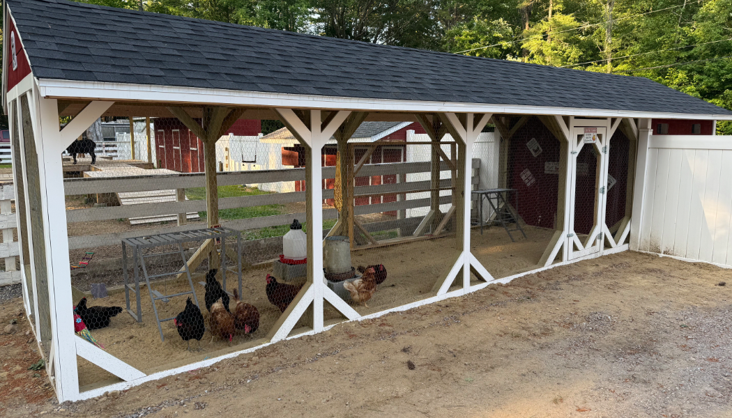 Chickens in a large oversized coop.