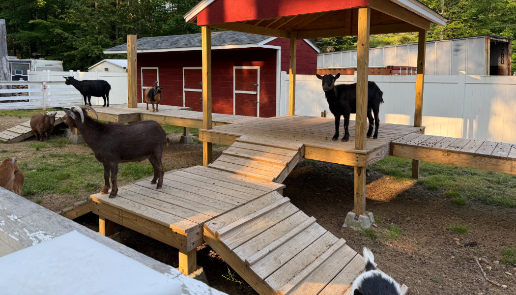 Goats on a woodn stucture meant for them to play on.