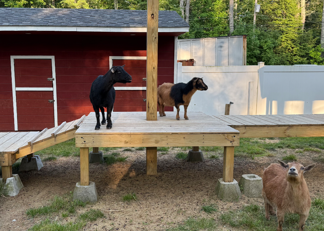 Friendly goats at the petting farm in New Boston NH